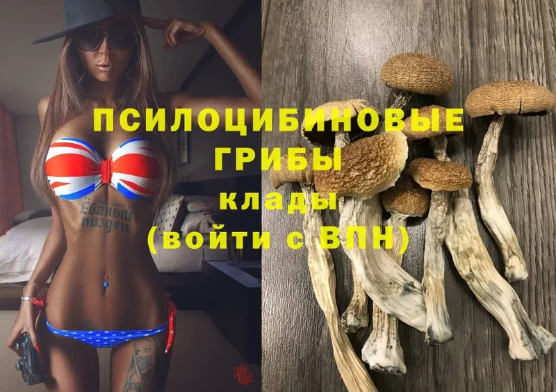 Галлюциногенные грибы Cubensis  omg как войти  Новокузнецк 